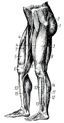 Рис. 407. Мышцы ног 1 — Большая ягодичная мышца; 2 — Малая ягодичная мышца;  3, 4, 5 — Большие мышцы, сходящиеся в связке надколенной чашки (6) и работающие при вытягивании голени и при вставании (при вытягивании ноги они ясно ощущаются); 7 — Портняжеская мышца; 8 и 9 — Сгибатели голени (их сухожилия ощущаются в подколенной ямке); 10 — Передняя большеберцовая мышца; 11, 12, 13 — Эти мышцы служат движению ступни; 14, 15 — Мышцы икр ноги, образующие под пяткой ахилово сухожилие