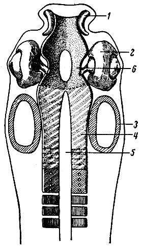 Рис. 20. Развитие черепа. 1 - носовая капсула; 2 - зрительная капсула; 3 - слуховая капсула; 4 - парахордальный хрящ; 5 - спинная струна (хорда); 6 - черепные перекладины
