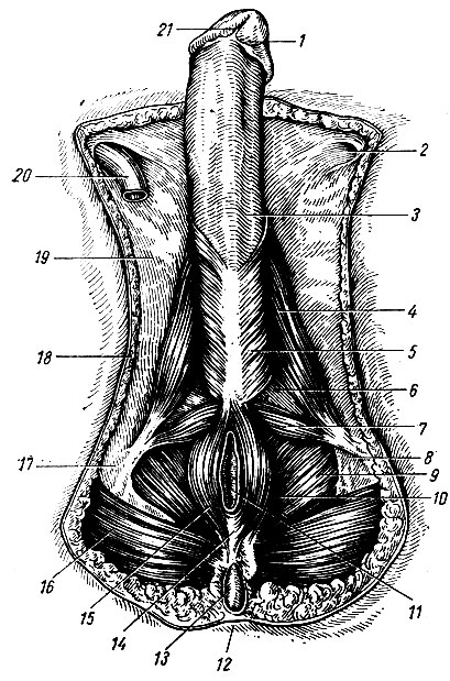 Рис. 136. Мышцы промежности мужчины. 1 - головка полового члена; 2 - поверхностное паховое кольцо; 3 - фасция полового члена; 4 - седалищно-пещеристая мышца; 5 - луковично-губчатая мышца; 6 - моче-половая диафрагма; 7 - поверхностная поперечная мышца промежности; 8 - запирательная фасция; 9 - прямокишечно-седалищная ямка; 10 - мышца, поднимающая задний проход; 11 - задний проход; 12 - кожа; 13 - копчик; 14 - заднепроходно-копчиковая связка; 13 - наружный сфинктер заднего прохода; 16 - большая' ягодичная мышца; 17 - седалищный бугор; 18 - подкожная клетчатка; 19 - широкая фасция; 20 - семявыносящий проток; 21 - уздечка крайней плоти