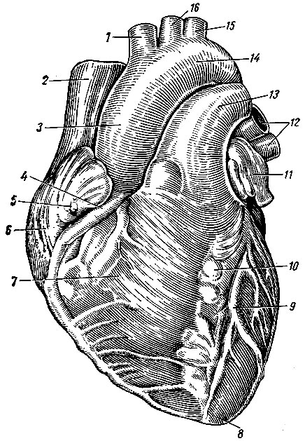 Рис. 140. Сердце (вид спереди). 1 - плече-головной ствол; 2 - верхняя полая вена; 8 - восходящая аорта; 4 - правая венечная артерия; 5 - правое ушко; 6 - правое предсердие; 7 - правый желудочек; 8 - верхушка сердца; 9 - передняя межжелудочковая ветвь левой венечной артерии; 10 - передняя межжелудочковая борозда; 11 - левое ушко; 12 - легочные вены; 13 - легочный ствол; 14 -дуга аорты; 15 - левая подключичная артерия; 16 - левая общая сонная артерия