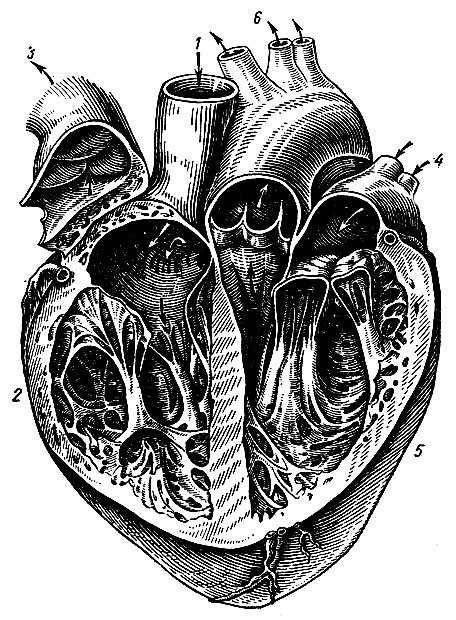 Рис. 141. Полости сердца. 1 - верхняя полая вена; 2 - правый желудочек; 3 - легочный ствол (рассечен и отвернут); 4 - легочные вены; 5 - левый желудочек; 6 - ветви дуги аорты