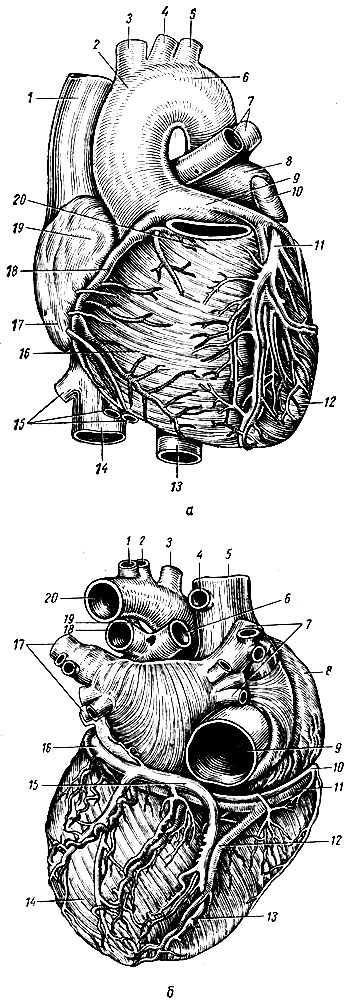 Рис. 146. Кровеносные сосуды сердца. а - вид спереди: 1 - верхняя полая вена; 2, 6 - дуга аорты; 3 - плече-головной ствол; 4 - левая общая сонная артерия; 5 - левая подключичная артерия; 7 - левые легочные вены; 8 - левое предсердие; 9 - левая венечная артерия; ю - левое ушко; 11 - большая вена сердца; 12 - левый желудочек; 13 - нисходящая аорта; 14 - нижняя полая вена; 15 - правая и левая печеночные вены; 16 - правый желудочек; 17 - правое предсердие; 18 - правая венечная артерия; 19 - правое ушко; 20 - артериальный конус. б - вид сзади: 1 - левая подключичная артерия; 2 - левая общая сонная артерия; 3 - плече-головной ствол; 4 - непарная вена; 5 - верхняя полая вена; 6 - правая легочная артерия; 7 - правые легочные вены; 8 - правое предсердие; 9 - нижняя полая вена; 10 - малая вена сердца; 11 - правая венечная артерия; 12 - задняя межжелудочковая ветвь правой венечной артерии; 13 - средняя вена сердца; 14 - левый желудочек; 15 - венечный синус сердца; 16 - большая вена сердца; 17 - левые легочные вены; 18 - левая легочная артерия; 19 - артериальная связка; 20 - дуга аорты