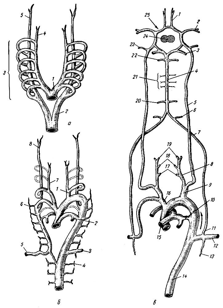 Рис. 149. Перестройка дуг артерий у эмбрионов (по Пэттену). а - схема расположения всех дуг аорты; б - ранняя стадия перестройки дуг аорты; в - окончательная картина перестройки. а: 1 - корень аорты; 2 - дорсальная аорта; 3 - дуги аорты; 4 - наружная сонная артерия; 5 - внутренняя сонная артерия; б: 1 - общая сонная артерия; 2 - ветвь от шестой дуги к легкому; 3 - левая подключичная артерия; 4 - грудные сегментарные артерии; 5 - правая подключичная артерия; 6 - шейные сегментарные артерии; 7 - наружная сонная артерия; 8 - внутренняя сонная артерия; в: 1 - передняя мозговая артерия; 2 - средняя мозговая артерия; 3 - задняя мозговая артерия; 4 - основная артерия; 5 - внутренняя сонная артерия; 6 - задняя нижняя мозжечковая артерия; 7, 11 - позвоночная артерия; 8 - наружная сонная артерия; 9 - общая сонная артерия; 10 - артериальный проток; 12 - подключичная артерия; 13 - внутренняя грудная артерия; 14 - грудная аорта; 15 - легочный ствол; 16 - плече-головной ствол; 17 - верхняя щитовидная артерия; 18 - язычная артерия; 19 - верхнечелюстная артерия; 20 - передняя нижняя мозжечковая артерия; 21 - артерия моста; 22 - верхняя мозжечковая артерия; 23 - глазничная артерия; 24 - гипофиз; 25 - артериальный круг