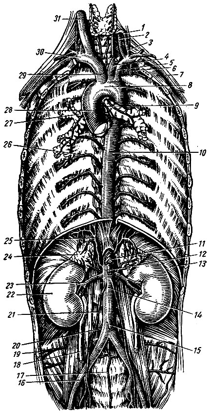 Рис. 152. Топография и ветвление аорты. 1 - a. thyreoidea inferior; 2 - a. vertebralis; 3 - truncus thyreocervicalis; 4 - a. carotis communis sinistra; 5 - a. subclavia sinistra; 6 - a. thoracica interna; 7 - a. axillaris sinistra; 8 - arcus aortae; 9 - rami bronchiales; 10 - aorta descendens; 11 - truncus coeliacus; 12 - a. mesenterica superior; 13 - diaphragma; 14 - aorta abdominalis; 15 - a. mesenterica inferior; 16 - a. iliaca communis dextra; 17 - a. sacralis mediana; 18 - ureter dexter; 19 - a. iliolumbalis; 20 - a. lumbalis IV; 21 - a. testicularis; 22 - ren dexter; 23 - a. renalis; 24 - glandula suprarenalis; 25 - a. phrenica inferior; 26 - a. intercostalis posterior; 27 - bronchus principalis dexter; 28 - aorta ascendens; 29 - truncus brachiocephalicus; 30 - a. subclavia dextra; 31 - a. carotis communis dextra