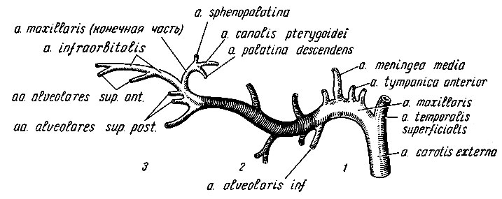 Рис. 160. Схема отхождения ветвей верхнечелюстной артерии от трех ее частей