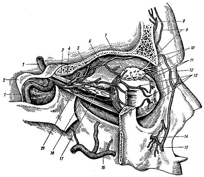Рис. 162. Ветви глазничной артерии (латеральная стенка глазницы удалена). 1 - a. carotis interna; 2 - processus clinoideus posterior; 3 - зрительный нерв; 4 - a. ophthalmica; 5 - a. ethmoidalis posterior; 6, 18 - aa. ciliares; 7 - a. lacrimalis; 8, 9 - a. supraorbitalis; 10 - a. dorsalis nasi et a. palpebralis; 11 - aa. palpebrales mediales; 12 - a. angularis; 13 - aa. eiliares; 14 - a. infraorbitalis; 15 - a. facialis; 16 - a. maxillaris; 17 - зрительный нерв; 19 - a. centralis retinae