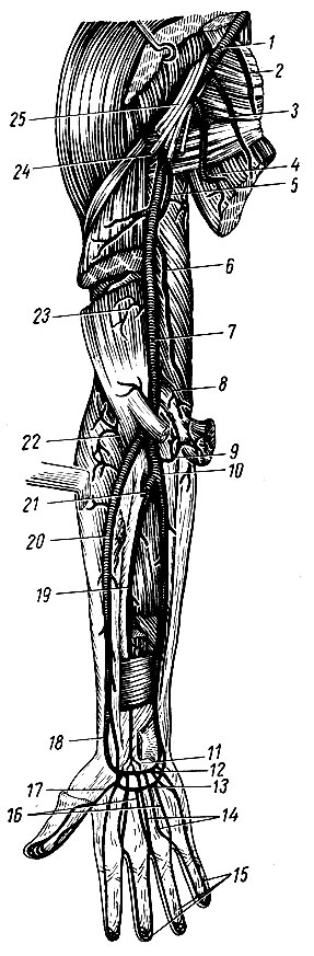 Рис. 165. Артерии верхней конечности (передняя поверхность). 1 - a. axillaris; 2 - мышечная ветвь; 3 - a. thoracica lateralis; 4 - a. subscapularis и ее ветвь a. thoracodorsalis; 5 - a. profunda brachii; 6	- a. collateralis ulnaris superior; 7 - a. brachialis; 8 - a. collateralis ulnaris inferior; 9 - a. recurrens ulnaris; 10 - a. ulnaris; 11 - rete carpi palmare; 12 - arcus palmaris profundus; 13 - arcus palmaris superficialis; 14 - aa. metacarpeae palmares; 15 - aa. digitales palmares propriae; 16 - aa. digitales palmares communes; 17 - a. princeps pollicis; 18 - a. radialis; 19 - a. interossea anterior; 20 - a. radialis; 21 - a. interossea communis; 22 - a. recurrens radialis; 23 - rami musculares; 24 - a. circumflexa humeri posterior; 25 - plexus brachialis
