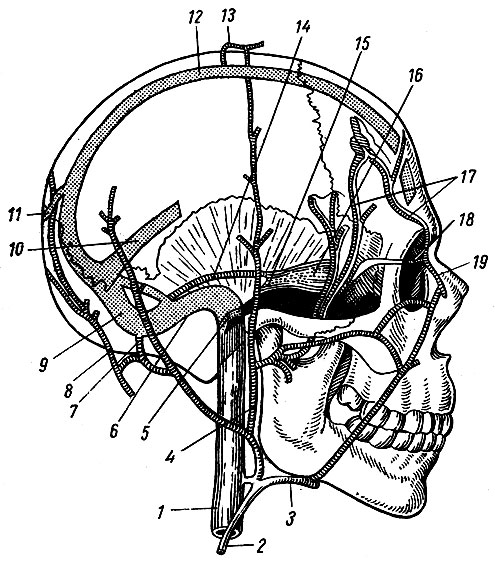 Рис. 170. Наружные и внутренние вены черепа и их связи с венозными пазухами твердой мозговой оболочки (схема). 1 - v. jugularis interna; 2 - v. jugularis externa; 3 - v. facialis; 4 - v. retromandibularis; 5 - bulbus v. jugularis int.; 6 - sinus sigmoid eus; 7 - v. occipitalis; 8 - v. emissaria mastoidea; 9 - sinus transversus; 10 - sinus rectus; 11	- v. emissaria occipitalis; 12	- sinus sagittalis superior; 13	- v. emissaria parietalis; 14	- sinus petrosus superior; 15	- sinus petrosus inferior; 16 - sinus cavernosus; 17 - vv. diploicae; 18 - v. ophthalmica superior; 19 - v. angularis