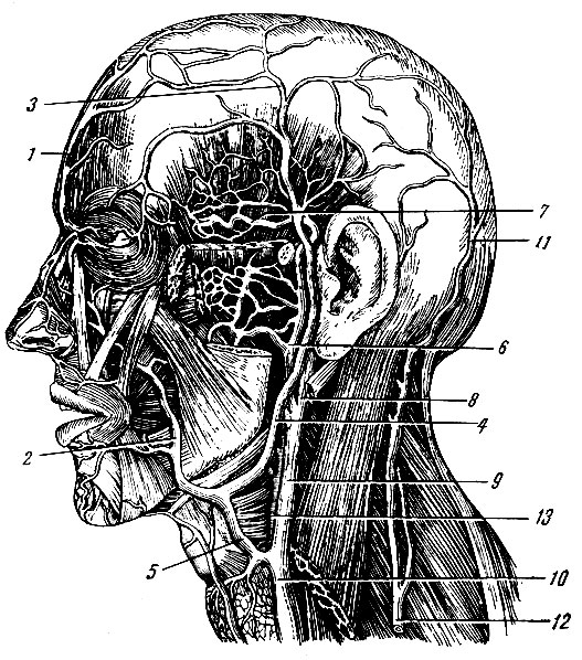 Рис. 171. Вены головы. 1 - v. supraorbital; 2, 5 - v. facialis; 3 - v. temporalis superficialis; 4 - v. retromaadibularis; 6 - v. maxillaris; 7 - vv. temporales medii; 8, 9, 10 - v. jugularis interna; 11 - v. occipitalis; 12 - v. jugularis externa; 13 - a. carotis externa