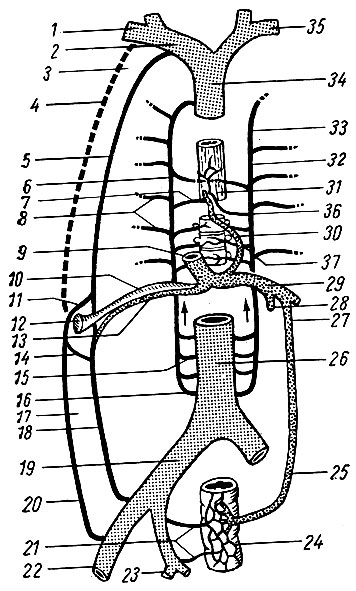 Рис. 174. Анастомозы между верхней- и нижней полой венами и с воротной веной. 1 - v. subclavia; 2 - v. brachiocephalica dextra; 3 - грудная стенка; 4 - v. thoracoepigastrica; 5 - v. thoracica interna; 6 - v. azygos; 7 - v. esophagea; 8 - vv. intercostales posteriores; 9 - v. portae; 10 - запустевшая v. umbilicalis; 11, 14 - vv. paraumbilicales; 12 - пупок; 13 - остаточный канал; v. umbilicalis; 15 - v. lumbalis; 16 - v. lum-balis ascendens; 17 - брюшная стенка; 18 - v. epigastrica interior; 19 - v. iliaca communis; 20 - v. epigastrica superficialis; 21 - vv. restates media et inferior; 22 - v. iliaca externa; 23 - v. iliaca interna; 24 - plexus rectalis; 25 - v. rectalis superior; 26 - v. cava inferior; 27 - v. mesenterica inferior; 28 - v. mesenterica superior; 29 - v. porta; 30, 31 - вены пищевода; 32, 33 - v. hemiazygos accessoria; 34 - v. cava superior; 35 - v. brachiocephalica sinistra; 36 - v. hemiazygos; 37 - v. gastrica sinistra