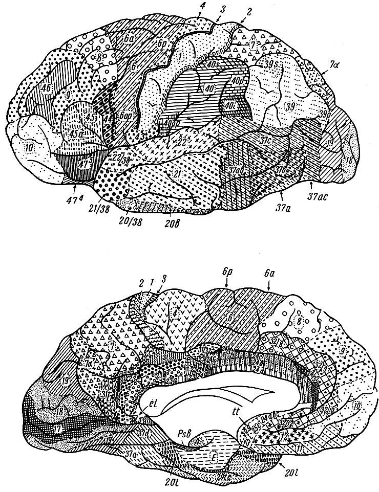 Рис. 207. Карта цитоархитектонических полей мозга человека (по данным Московского института мозга). Вверху - наружная поверхность (пояснение в тексте). Внизу внутренняя поверхность (пояснение в тексте)