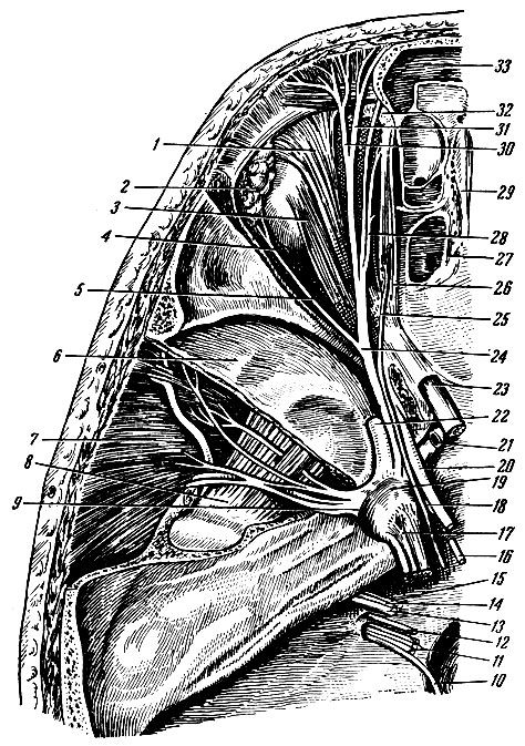 Рис. 231. Нервы глазницы (вид сверху). 1 - верхняя мышца, поднимающая веко; 2 - слезная железа; 3 - верхняя прямая мышца; 4 - слезный нерв; 5 - латеральная прямая мышца; 6 - средняя ямка черепа; 7 - височная мышца; 8 - латеральная	крыловидная мышца; 9 - нижнечелюстной нерв; 10 - добавочный нерв; 11 - блуждающий нерв; 12 - языко-глоточный нерв; 13 - улитковая часть преддверно-улиткового нерва; 14 - пред-дверная часть того же нерва; 15 - лицевой нерв; 16 - отводящий нерв; 17 - тройничный нерв; 19 - тройничный узел; 20 - глазодвигательный нерв; 21 - внутренняя сонная артерия; 22 - верхнечелюстной нерв; 23 - зрительный нерв; 24 - глазничный нерв; 18, 25 - блоковый нерв; 26 - верхняя косая мышца; 27 - решетчатая пластинка; 28 - носо-слезный нерв; 29 - петуший гребень; 30 - надглазничный нерв; 31 - лобный нерв; 32 - блок; 33 - лобный синус