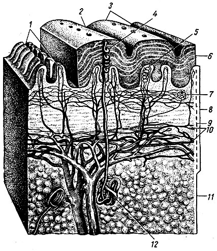 Рис. 258. Строение кожи (по Кишш-Сентаготаи). 1 - сосочки дермы кожи; 2 - бороздка кожи; 3 - тактильные валики; 4 - выводной проток потовой железы; 5 - чувствительное (тактильное) тельце; 6 - эпидермис; 7 - сосудистые и нервные подсосочковые сети; 8 - соединительнотканная основа кожи; 9 - tunica propria corii; 10 - сосудистая сеть глубокого слоя кожи; 11 - подкожная клетчатка; 12 - потовая железа