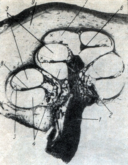Рис. 270. Разрез улитки внутреннего уха (по Штеру). 1 - n. cochlearis; 2 - modiolus; 3 - scala vestibuli; 4 - scala tympani; 5 - ductus cechlearis; 6 - helicotrema; 7 - paries vestibularis ductus cechlearis; 8 - lamina spiralis ossea; 9 - костная стенка улитки