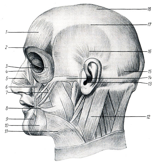 Рис. 311. Мышцы головы сбоку  1 лобная мышца; 2 мышца смарщивающая брови; 3	 мышца радушной оболочки;  4 узкая мышца корня носа;  5	 мышца носа;  6  верхняя квадратная мышца;  7	 скуловая мышца;  8	 мышца смеха;  9	 нижняя квадратная мышца;  10 треугольная мышца;  11 кожная мышца шеи;  12	 мышца кивания головой;  13 ушная мышца;  14	 жевательная мышца;  15	 затылочная мышца;  16 височная мышца;  17 теменная мышца;  18 сухожильный шлем головы;