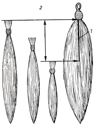 Рис. 431. Схематическое изображение определения длины корделя. 1 и 2 - Длина корделя. Разница между ними самыми длинными и короткими волосами соответствует длине корделя